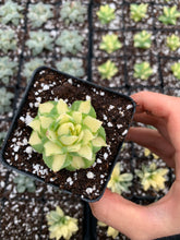 Load image into Gallery viewer, Agave potatorum verschaffeltii variegated - April Farm/Rare Succulents