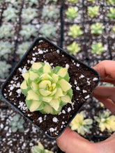 Load image into Gallery viewer, Agave potatorum verschaffeltii variegated - April Farm/Rare Succulents