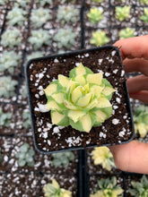 Load image into Gallery viewer, Agave potatorum verschaffeltii variegated - April Farm/Rare Succulents