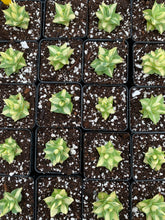 Load image into Gallery viewer, Agave potatorum verschaffeltii variegated - April Farm/Rare Succulents