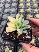Load image into Gallery viewer, Haworthia Retusa Variegated - April Farm/Rare Succulents