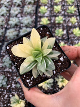 Load image into Gallery viewer, Haworthia Retusa Variegated - April Farm/Rare Succulents