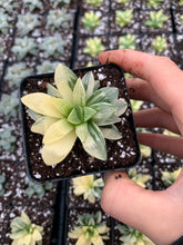 Load image into Gallery viewer, Haworthia Retusa Variegated - April Farm/Rare Succulents