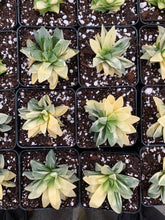 Load image into Gallery viewer, Haworthia Retusa Variegated - April Farm/Rare Succulents