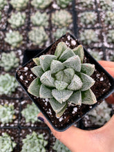 Load image into Gallery viewer, Haworthia White Fox - April Farm/Rare Succulents