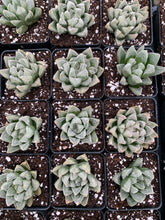 Load image into Gallery viewer, Haworthia White Fox - April Farm/Rare Succulents