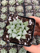 Load image into Gallery viewer, Haworthia Retusa "Hearts" - April Farm/Rare Succulents
