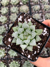 Load image into Gallery viewer, Haworthia Retusa "Hearts" - April Farm/Rare Succulents