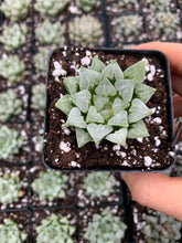 Load image into Gallery viewer, Haworthia Retusa "Hearts" - April Farm/Rare Succulents