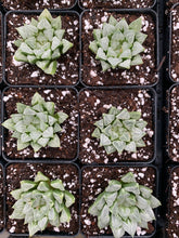 Load image into Gallery viewer, Haworthia Retusa "Hearts" - April Farm/Rare Succulents