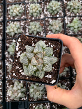 Load image into Gallery viewer, Haworthia pygmaea "Snow View" - April Farm/Rare Succulents