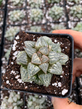 Load image into Gallery viewer, Haworthia pygmaea "Snow View" - April Farm/Rare Succulents