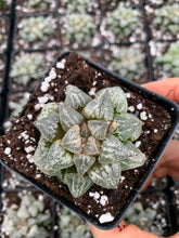 Load image into Gallery viewer, Haworthia pygmaea "Snow View" - April Farm/Rare Succulents