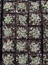Load image into Gallery viewer, Haworthia pygmaea "Snow View" - April Farm/Rare Succulents