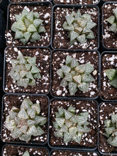 Load image into Gallery viewer, Haworthia pygmaea "Snow View" - April Farm/Rare Succulents