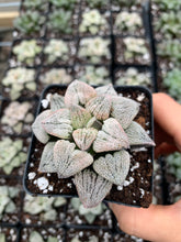 Load image into Gallery viewer, Haworthia pygmaea 'Powder Snow' - April Farm/Rare Succulents