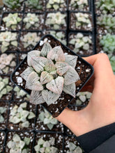 Load image into Gallery viewer, Haworthia pygmaea 'Powder Snow' - April Farm/Rare Succulents