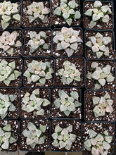 Load image into Gallery viewer, Haworthia pygmaea 'Powder Snow' - April Farm/Rare Succulents
