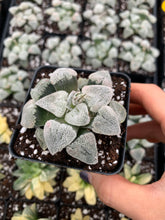 Load image into Gallery viewer, Haworthia pygmaea "Snow Vein" - April Farm/Rare Succulents