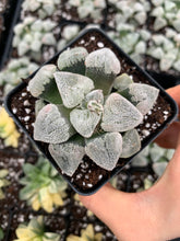 Load image into Gallery viewer, Haworthia pygmaea "Snow Vein" - April Farm/Rare Succulents