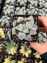 Load image into Gallery viewer, Haworthia pygmaea "Snow Vein" - April Farm/Rare Succulents