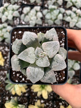Load image into Gallery viewer, Haworthia pygmaea "Snow Vein" - April Farm/Rare Succulents