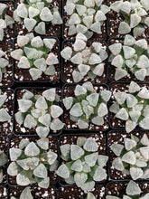 Load image into Gallery viewer, Haworthia pygmaea "Snow Vein" - April Farm/Rare Succulents