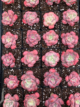 Load image into Gallery viewer, Echeveria Raindrops frills - April Farm/Rare Succulents