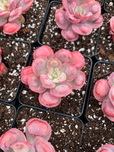Load image into Gallery viewer, Echeveria Raindrops frills - April Farm/Rare Succulents