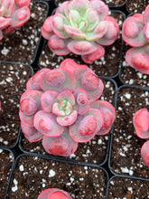 Load image into Gallery viewer, Echeveria Raindrops frills - April Farm/Rare Succulents