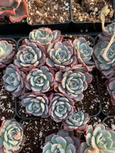 Load image into Gallery viewer, Echeveria Laulensis - April Farm/Rare Succulents