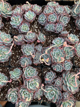 Load image into Gallery viewer, Echeveria Laulensis - April Farm/Rare Succulents