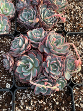 Load image into Gallery viewer, Echeveria Laulensis - April Farm/Rare Succulents