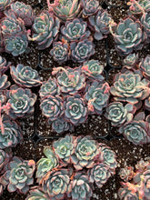 Load image into Gallery viewer, Echeveria Laulensis - April Farm/Rare Succulents