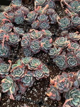 Load image into Gallery viewer, Echeveria Laulensis - April Farm/Rare Succulents