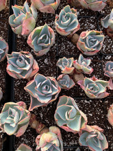 Load image into Gallery viewer, Echeveria Da Vinci Code - April Farm/Rare Succulents