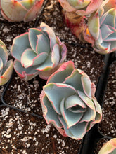 Load image into Gallery viewer, Echeveria Da Vinci Code - April Farm/Rare Succulents