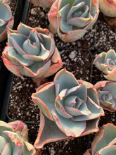 Load image into Gallery viewer, Echeveria Da Vinci Code - April Farm/Rare Succulents