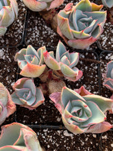 Load image into Gallery viewer, Echeveria Da Vinci Code - April Farm/Rare Succulents