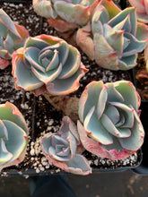 Load image into Gallery viewer, Echeveria Da Vinci Code - April Farm/Rare Succulents