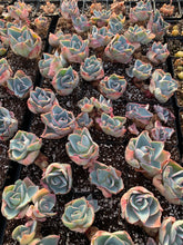 Load image into Gallery viewer, Echeveria Da Vinci Code - April Farm/Rare Succulents