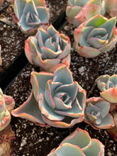 Load image into Gallery viewer, Echeveria Da Vinci Code - April Farm/Rare Succulents