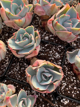 Load image into Gallery viewer, Echeveria Da Vinci Code - April Farm/Rare Succulents