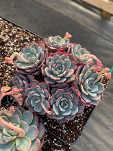Load image into Gallery viewer, Echeveria Laulensis - April Farm/Rare Succulents