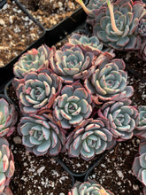 Load image into Gallery viewer, Echeveria Laulensis - April Farm/Rare Succulents