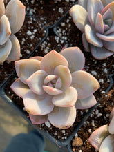 Load image into Gallery viewer, Echeveria Lauii hybrids "Pink Tea" - April Farm/Rare Succulent