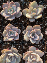 Load image into Gallery viewer, Echeveria Lauii hybrids "Pink Tea" - April Farm/Rare Succulent