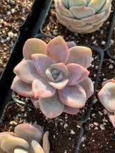 Load image into Gallery viewer, Echeveria Lauii hybrids "Pink Tea" - April Farm/Rare Succulent