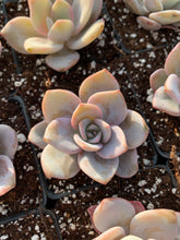 Load image into Gallery viewer, Echeveria Lauii hybrids "Pink Tea" - April Farm/Rare Succulent