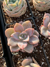 Load image into Gallery viewer, Echeveria Lauii hybrids "Pink Tea" - April Farm/Rare Succulent